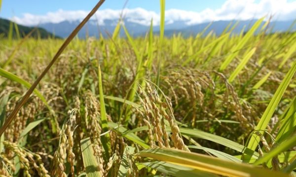 金黃飽滿的稻穗。圖片來源：李彩嘉攝